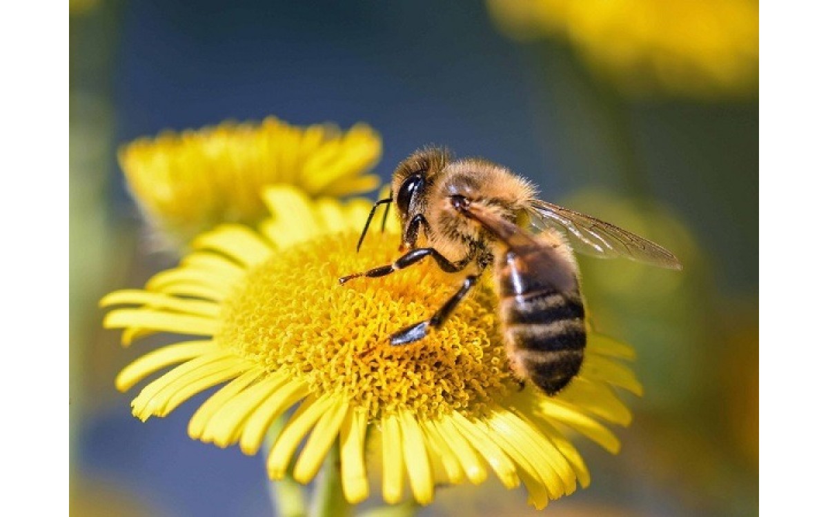 Thụ phấn cho c&acirc;y trồng trong nh&agrave; k&iacute;nh